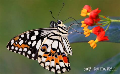 蝴蝶顏色|把颜色和光线发挥到极致，蝴蝶翅膀的色彩之谜